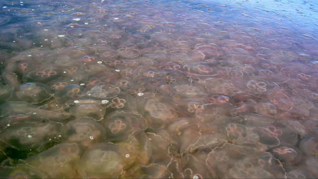 Jellyfish are seen in the Gulf of Mexico in this undated handout. Huge swarms of stinging jellyfish and similar slimy animals are ruining beaches in Hawaii, the Gulf of Mexico, the Mediterranean, Australia and elsewhere, U.S. researchers reported on December 12, 2008. The report says 150 million people are exposed to jellyfish globally every year, with 500,000 people stung every year in the Chesapeake Bay, off the U.S. Atlantic Coast, alone. REUTERS/Monty Graham, Dauphin Island Sea Lab