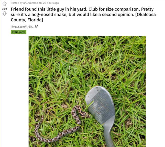 little multi-colored snake next to a golf club head.