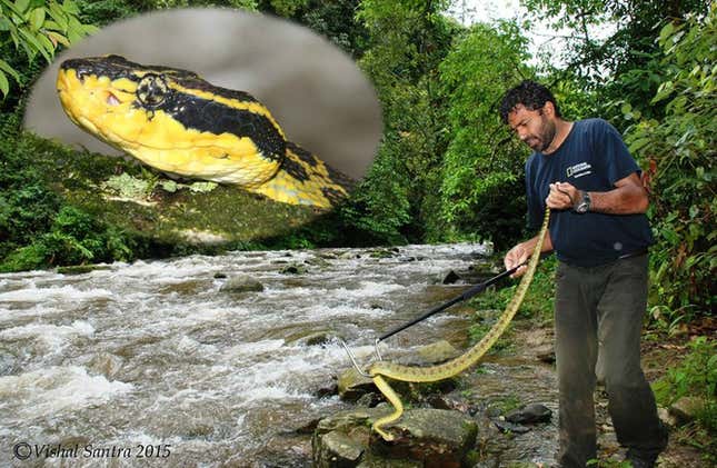 Gerry meets Kaulback’s pit viper, which could be one of the most lethal snakes in India.