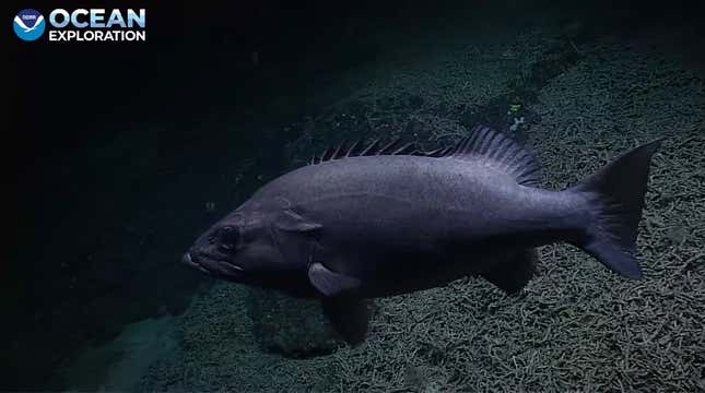 A grouper
