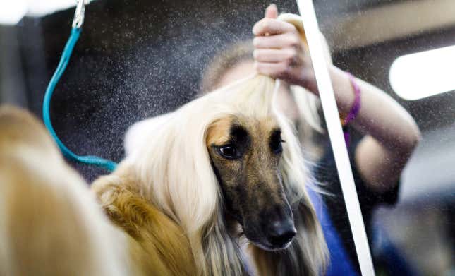 Image for article titled King’s realm: Behind the scenes at the Westminster Dog Show