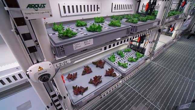 Young lettuce plants.