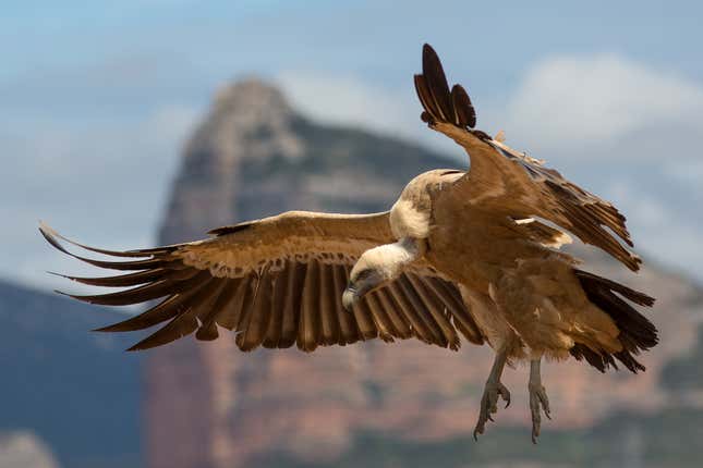 Bulgaria’s Griffon vultures are in dire straits compared to other populations in Europe.