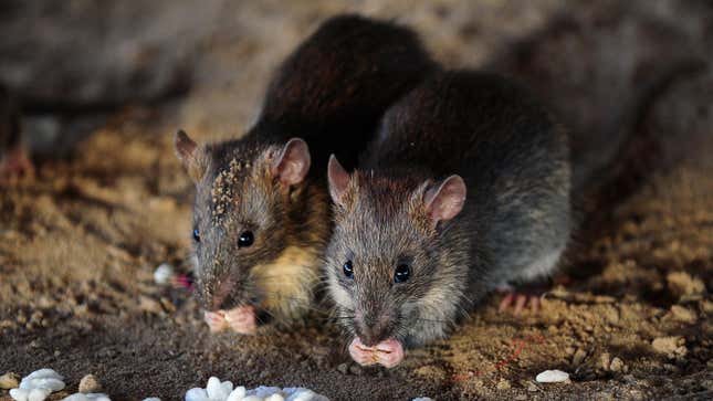 Two rats eat puffed rice in India.