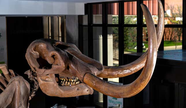 A mounted skeleton of the Buesching mastodon.
