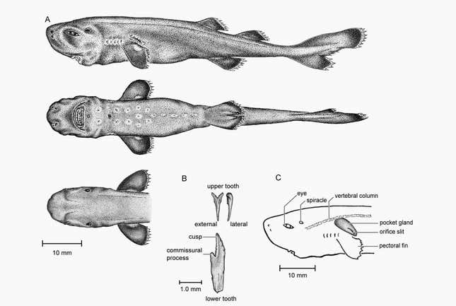 Image for article titled A rare, incredibly cute “pocket shark” was just discovered