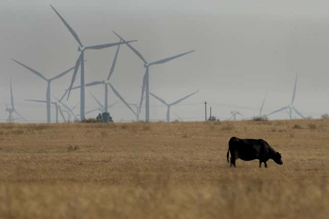 A cow grazes with wind farms in the background in rural Solano County, Calif., Wednesday, Aug. 30, 2023. Silicon Valley billionaires and investors are behind a years-long, secretive land buying spree of more than 78 square miles (202 square kilometers) of farmland in Solano County with the goal of creating a new city. (AP Photo/Godofredo A. Vásquez)
