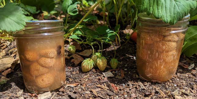 Last years pickled green strawberries, next to this years soon to be pickled green strawberries.