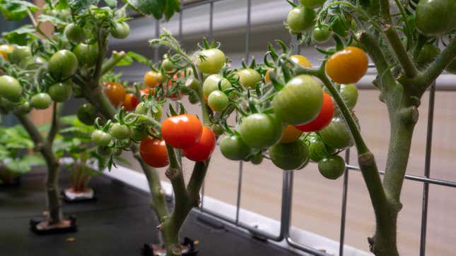 A close-up of a cherry tomato plant growing in the Rise Garden.