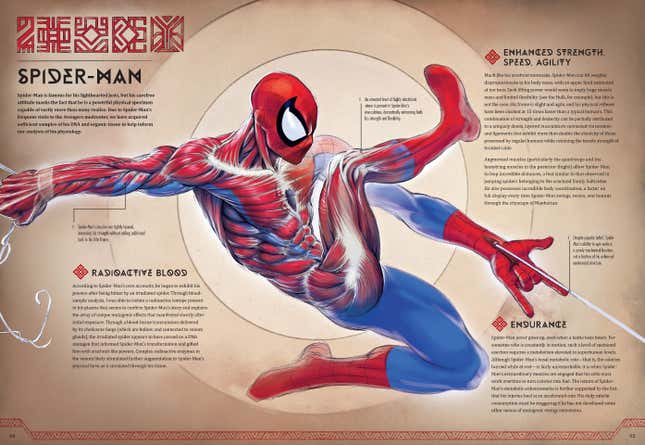 Total 53+ imagen spiderman anatomy