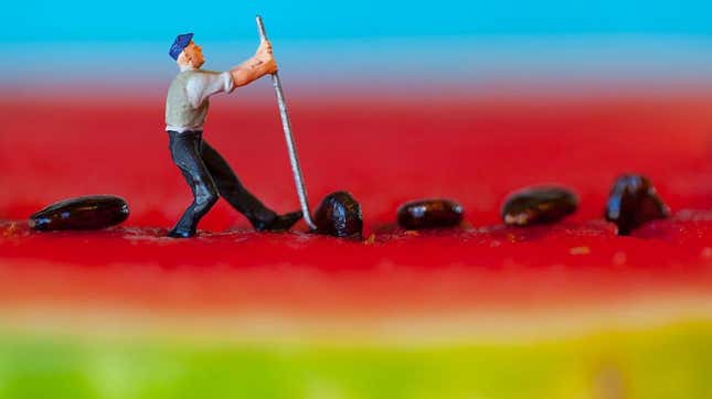 miniature statue of farmer tries to pull up watermelon seed