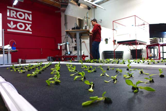 Image for article titled Your next head of lettuce, grown by a robot