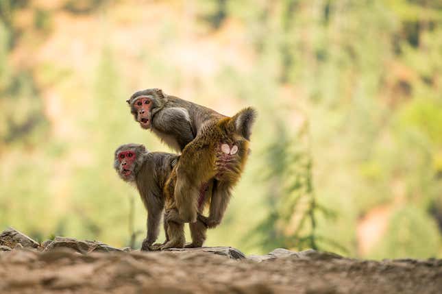 Este grupo de monos macho tienen más sexo entre ellos que con hembras
