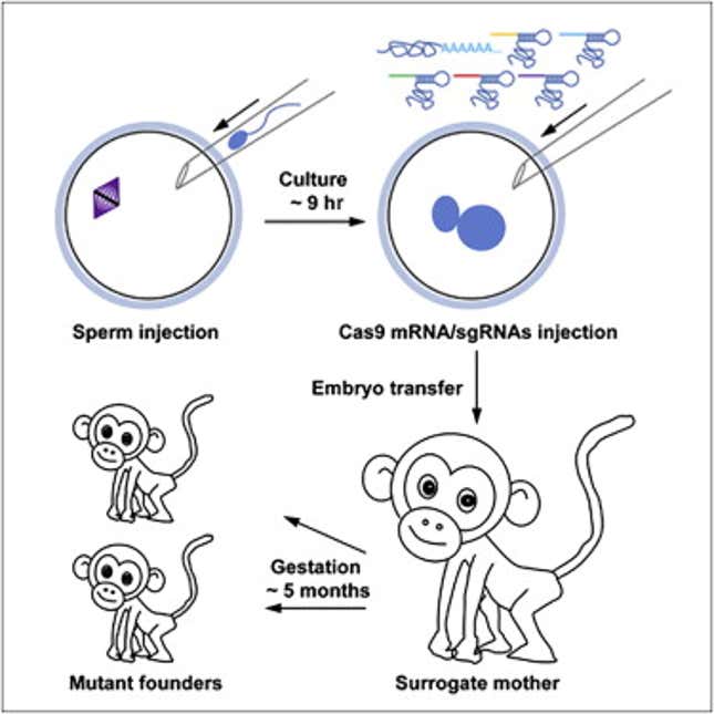 “Cas9 mRNA/sgRNAs” refers to Crispr modification to genes; “mutant founders” refers to baby monkeys.