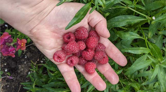 Image for article titled Stop What You’re Doing and Muddle Raspberries With Soy Sauce