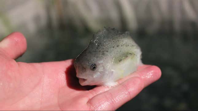 Lumpsuckers: by far most adorable sea lice solution.