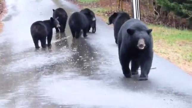 This Video Of Bears Eating Trash Is Oddly Centering