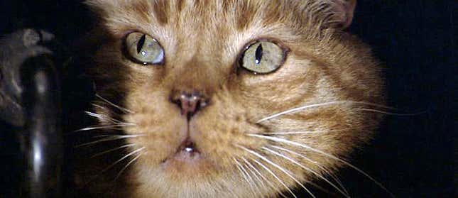 ¡Jonesy! Ven... gatito bonito...