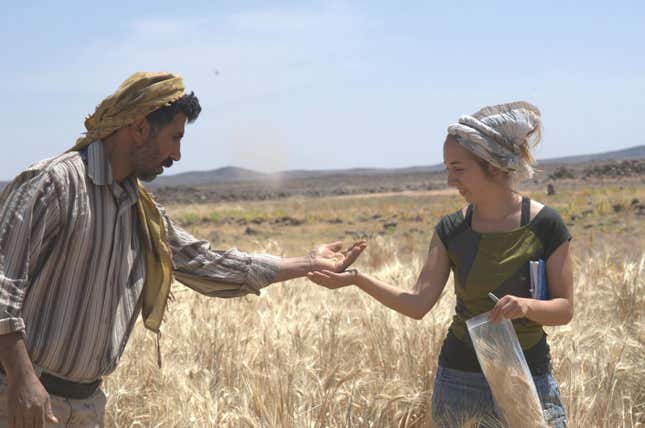 Amaia Arranz-Otaegui, a lead author on the paper about the bread discovery, and Ali Shakaiteer, a local assistant to the researchers, sample cereals in the Shubayqa area.