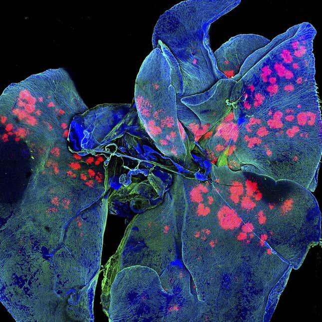 mouse lungs