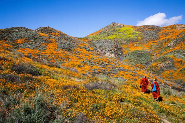 Image for article titled California’s colorful super blooms, in pictures