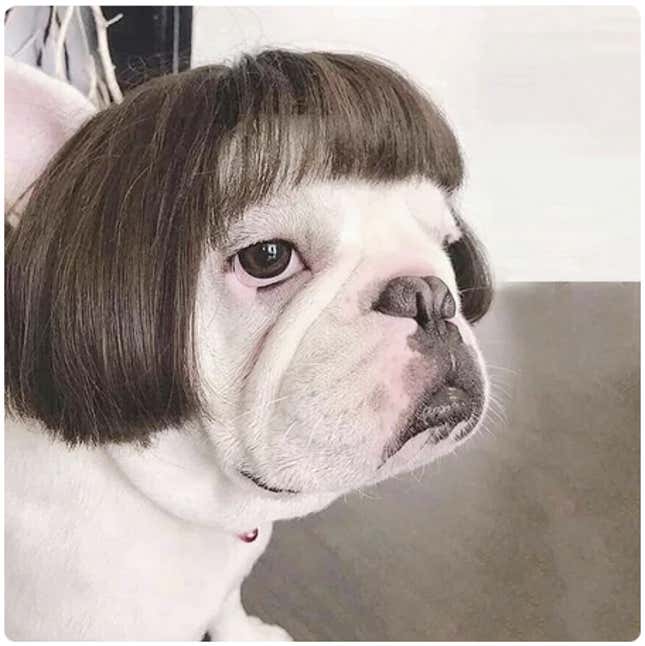 A dog wearing a wig