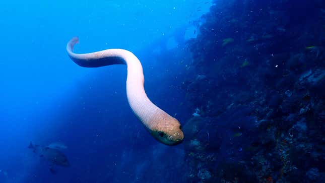 A pale sea snake swims toward the camera in deep blue waters around a coral reef. 