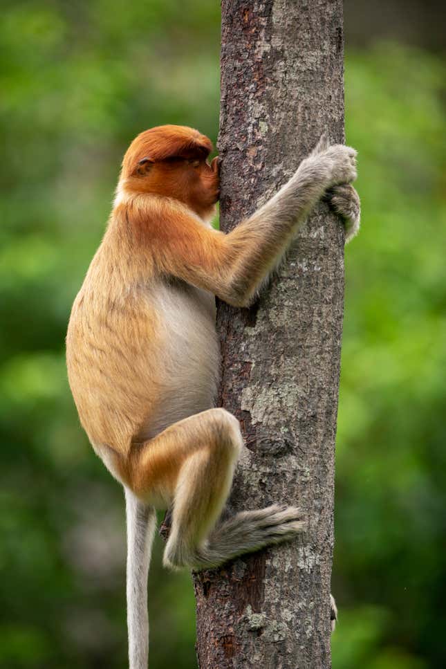 A monkey embraces a tree.