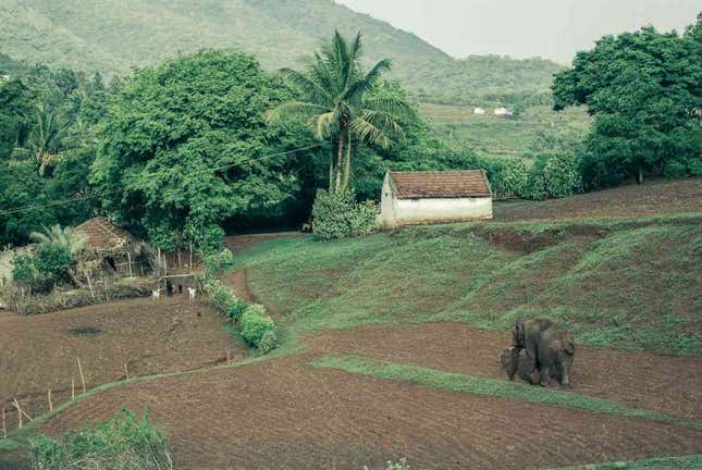 elephant coimbatore