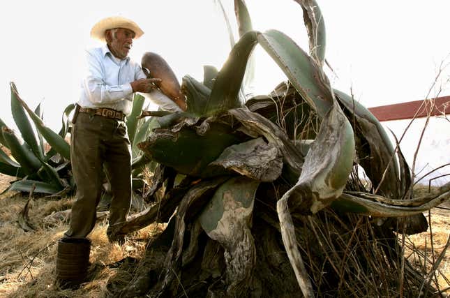 Extracting the sap, which can take almost an entire decade to mature, from the agave cactus plant.