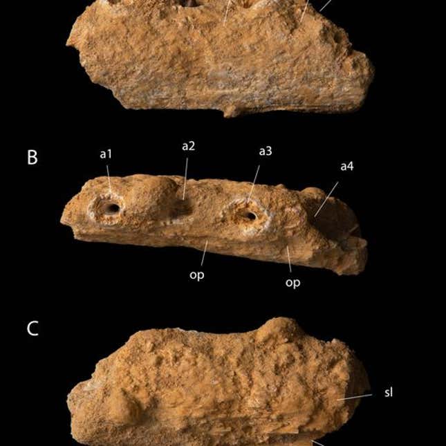 A fossilized jaw fragment