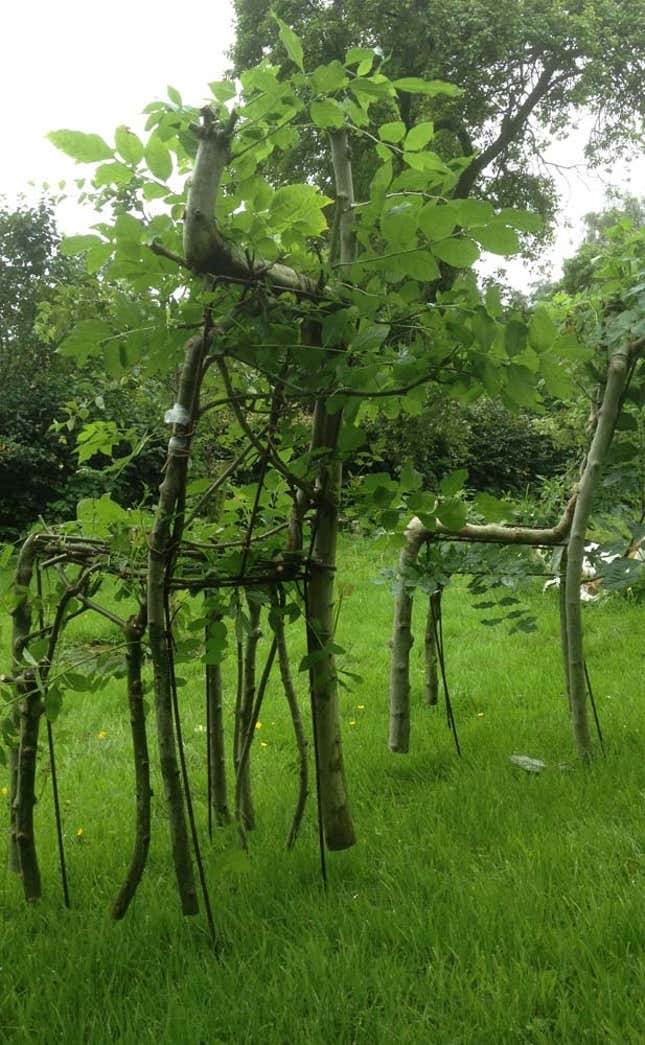 Image for article titled This designer doesn’t make chairs. He grows them—from trees