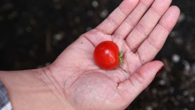 Image for article titled Full Summer Of Tending Backyard Garden Produces Single Edible Cherry Tomato