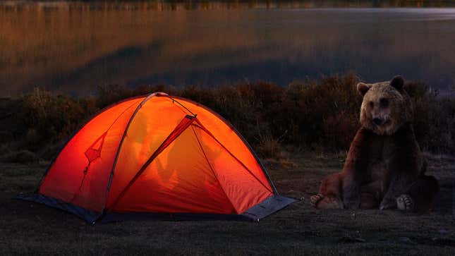 Image for article titled Respectful Bear Waiting To Attack Tent Until Couple Inside Finishes Fight