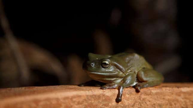 A tree frog sits on a curb, perhaps dreaming of one day owning a frog mansion of its own.