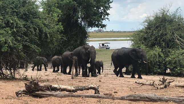 Elephants like these in the Chobe National Park are developing survival mechanisms in response threats.