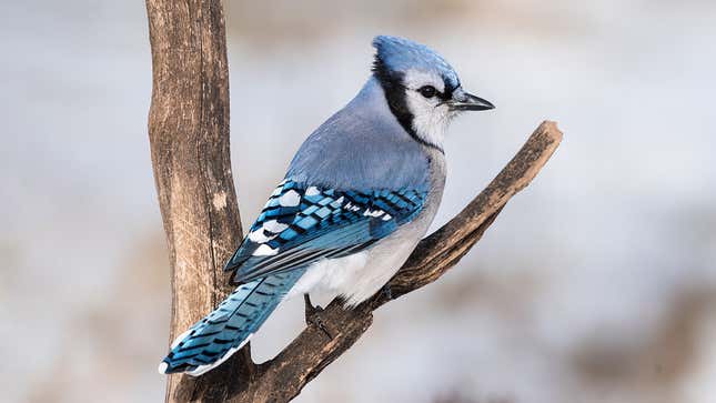 Image for article titled Scientists Report Blue Jays Mate For Life But That’s Like, What, 7 Years, So Who Gives A Shit