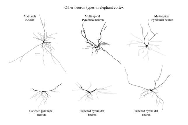 Elephant brain studies