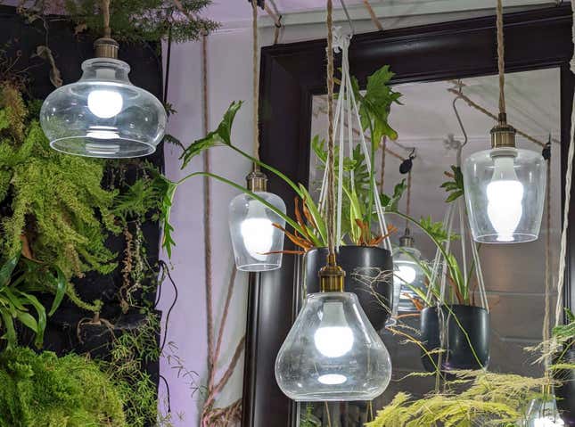 hanging lights over plants