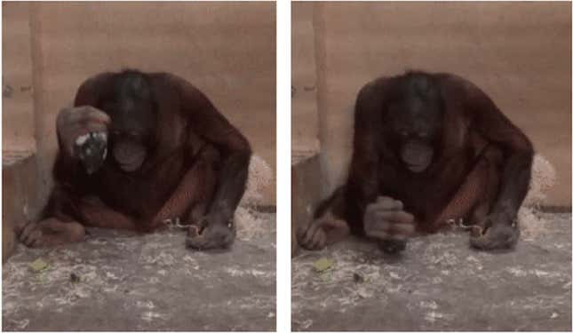 In side-by-side photos, an orange orangutan hits the floor of his enclosure with a stone tool.