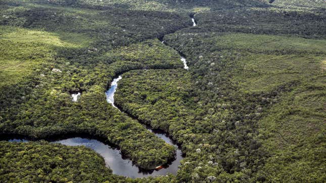 An aerial view of a river snaking through the rainforest.