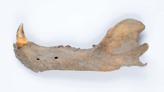 Una mandíbula de oso polar de 115.000 a 130.000 años de antigüedad
