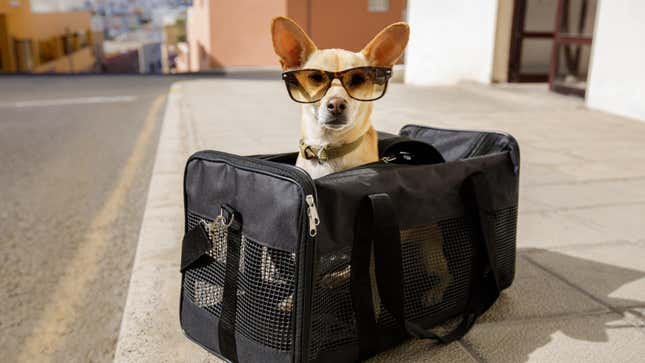 Image for article titled These Are the Best U.S. Cities to Visit With Your Dog