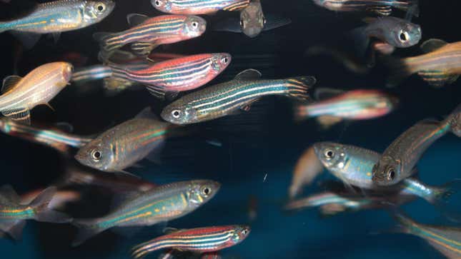 Photo of zebrafish in an aquarium