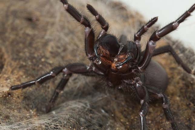 Imagen para el artículo titulado La araña más letal del planeta es capaz de modificar su veneno según su estado de ánimo