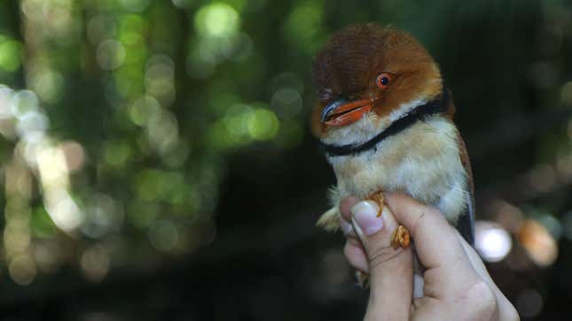 A funny-looking bird in a researcher's hand.