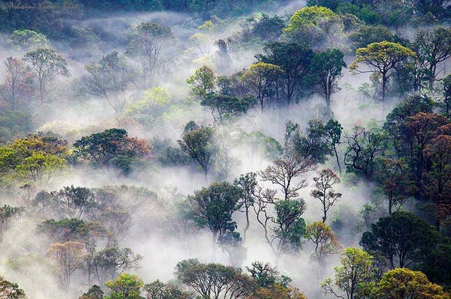 “Mood of the Jungle” by Ashwini Kumar Bhat.