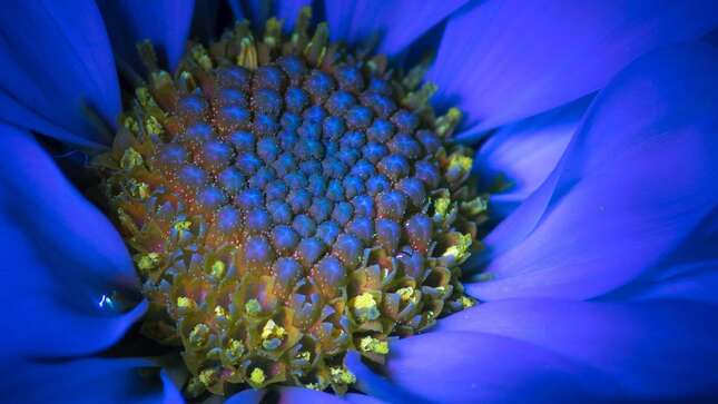 Un Aster exhibe fluorescencia inducida por UV, que es similar a la luz que analizará OCO-3.