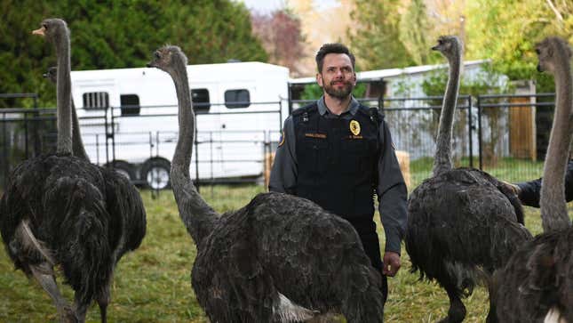 Joel McHale and ostriches