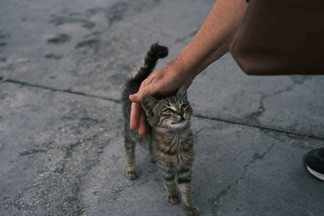 Un gato callejero produce una infección nunca vista por la ciencia 